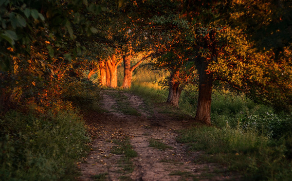 Camino sombreado en un parque con luz de tarde